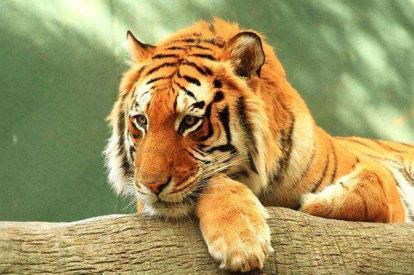 欲钱买吃同类的动物打猜一个最佳精准生肖,警惕虚假宣传-全面释义、解释与落实、构建解答解释落实