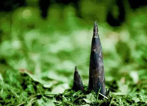 雨后春笋冒绿芽打一准确生肖详细解答、详细解答解释落实