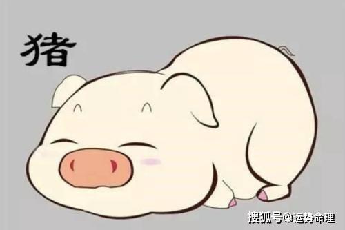 骂狗打鸡猪在笑三心两意不成气是什么生肖全面释义、构建解答解释落实